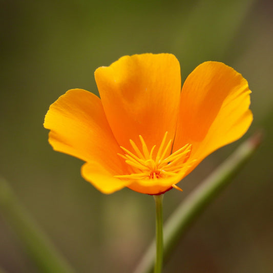 Eschscholzia californicum - California Poppy