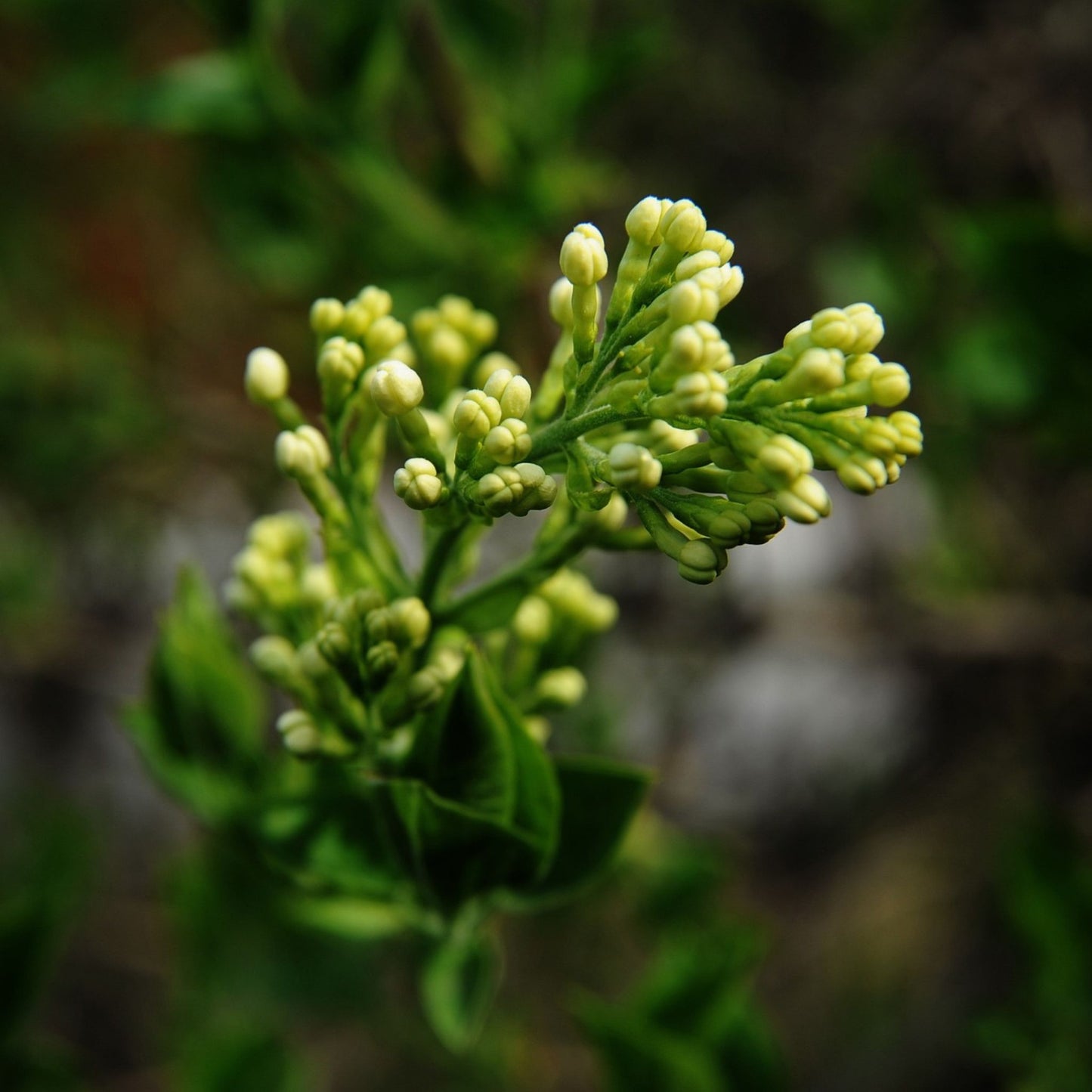 Eugenia aromatica - Clove Buds