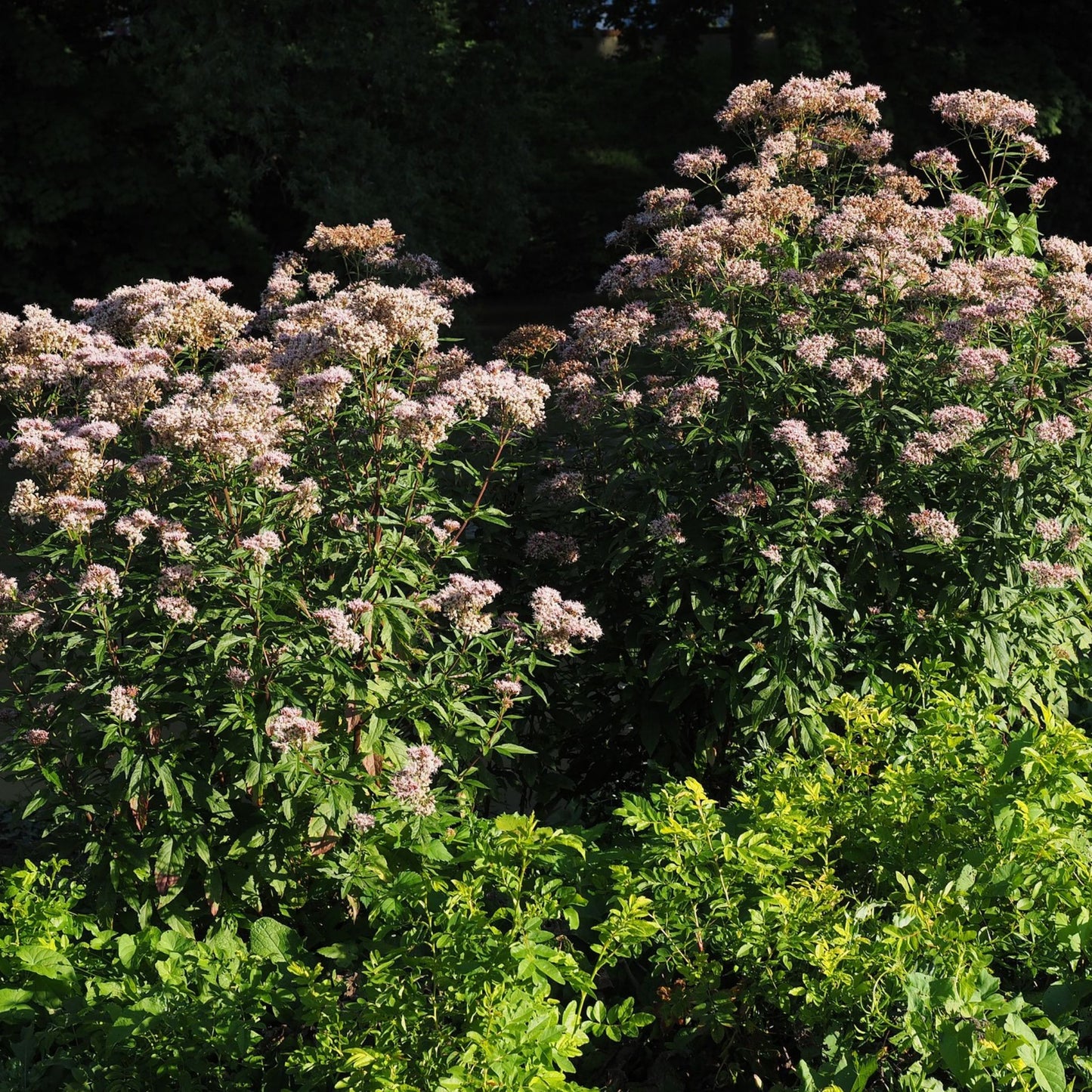 Eupatorium purpureum - Gravel Root