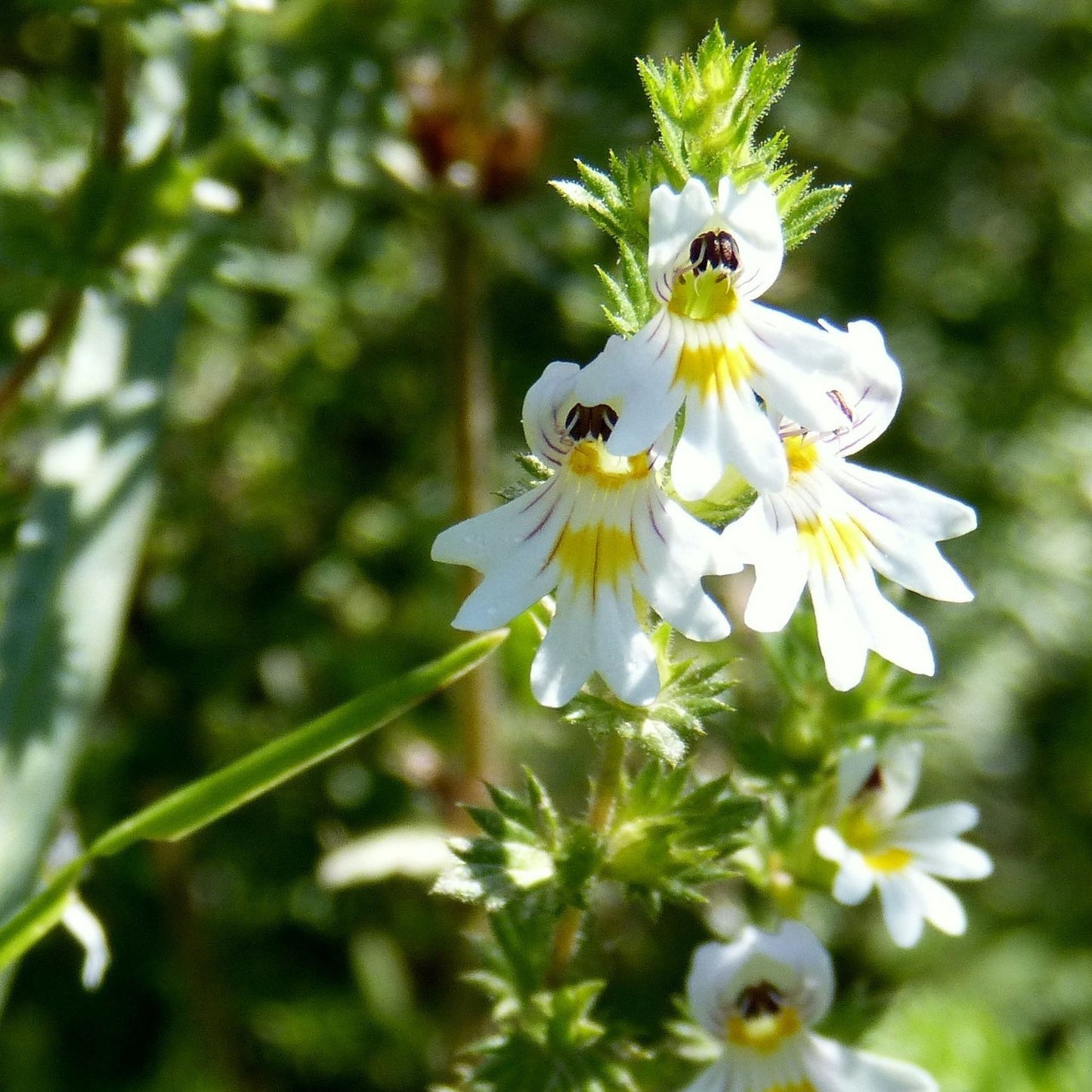 Euphrasia officinalis - Eyebright