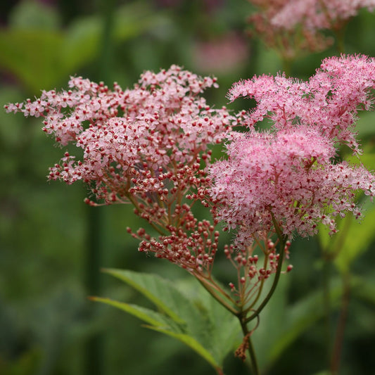 Filipendula ulmaria - Meadowsweet