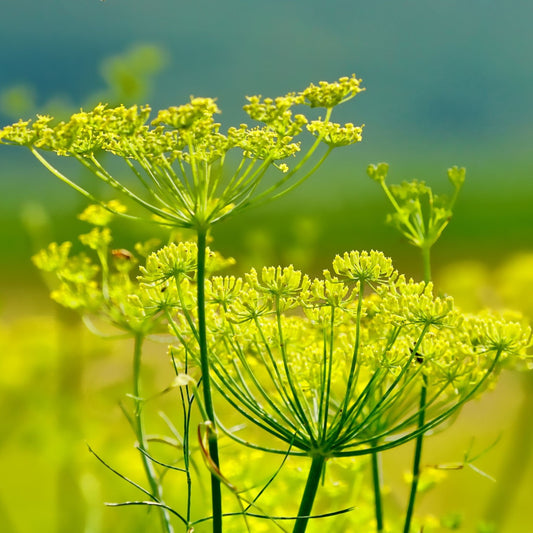 Foeniculum vulgare - Fennel Seed