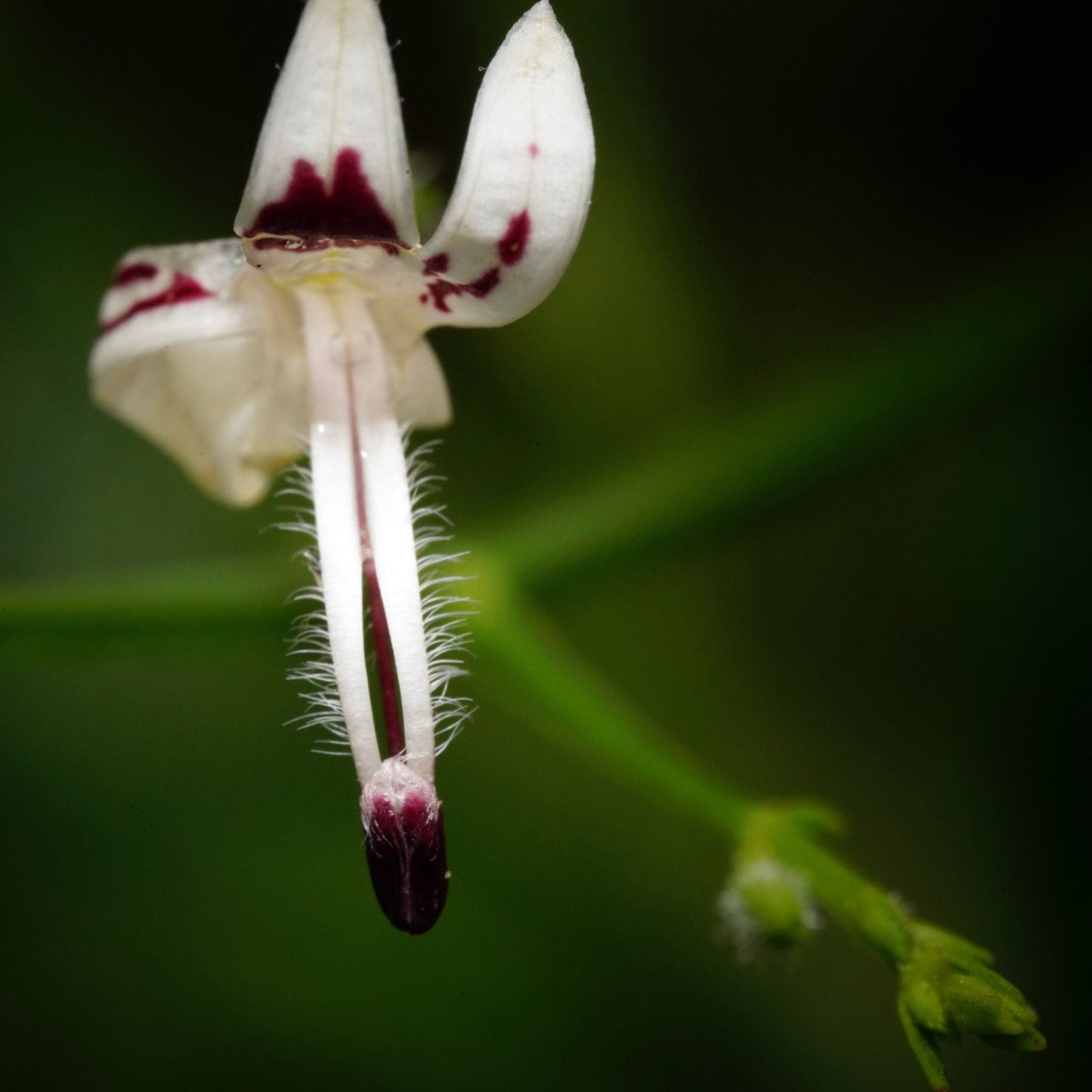 Andrographis paniculata - Andrographis / Chuan Xin Lian