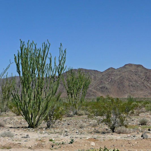 Fouquieria splendens - Ocotillo