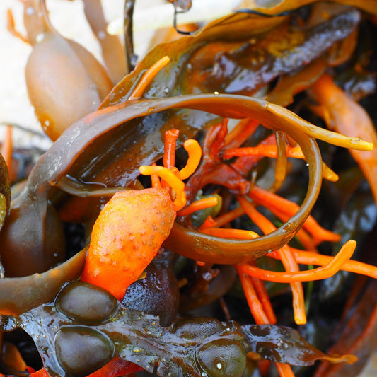 Fucus vesiculosis - Bladderwrack Fronds