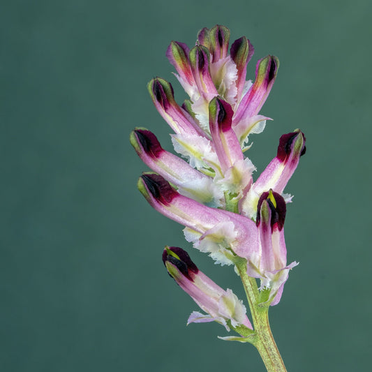 Fumaria officinalis - Fumitory Aerial