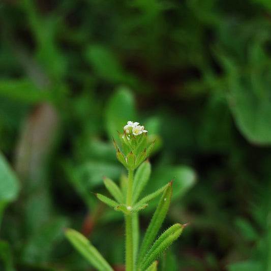 Galium aparine - Cleavers