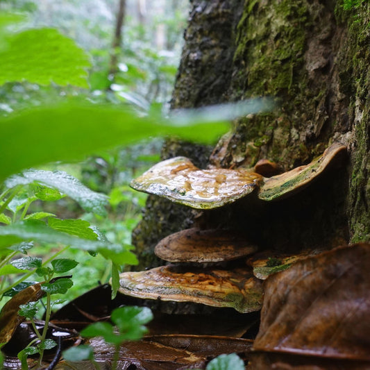 Ganoderma lucidum - Reishi