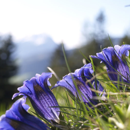 Gentiana lutea - Gentian