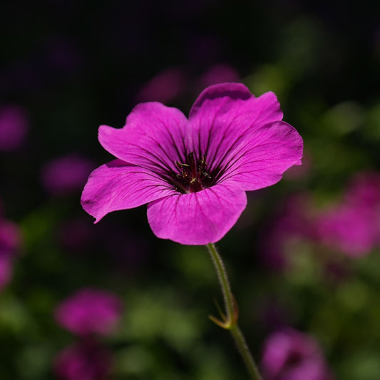 Geranium maculatum - Cranesbill / Geranium