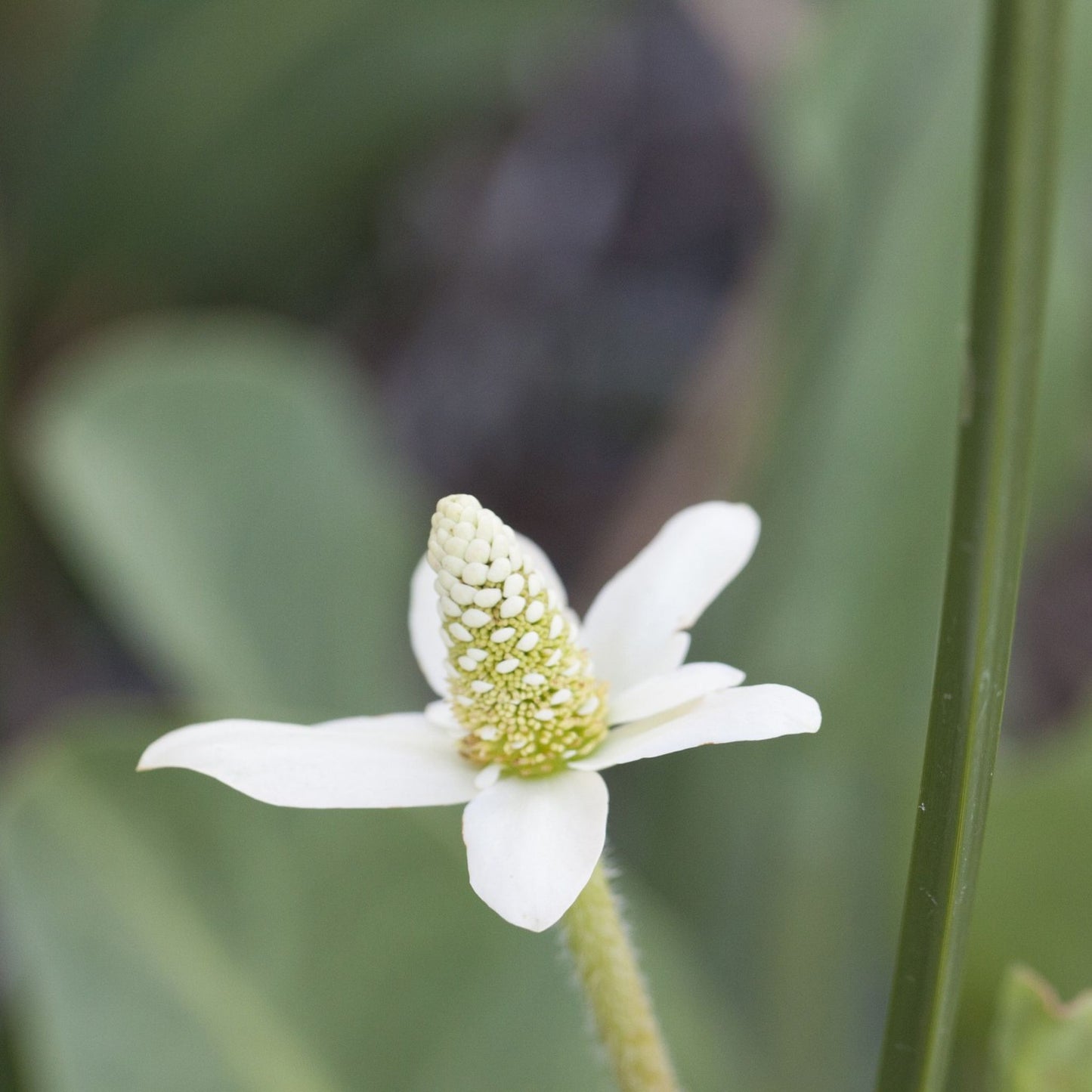 Anemopsis californica - Yerba Mansa