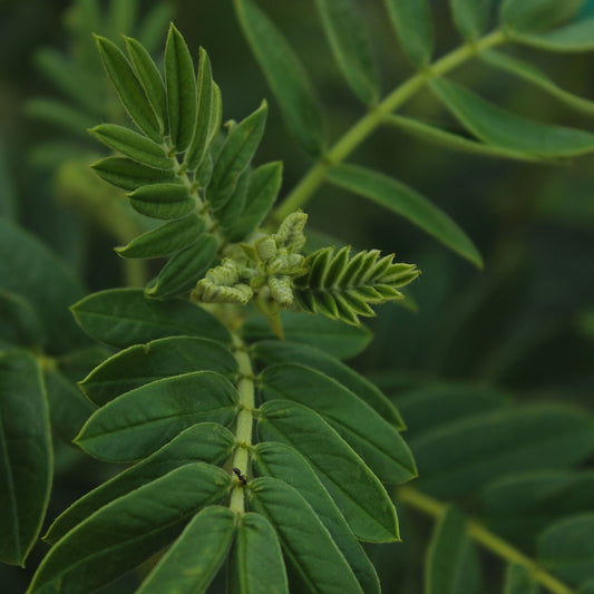 Glycyrrhiza glabra - Licorice Root