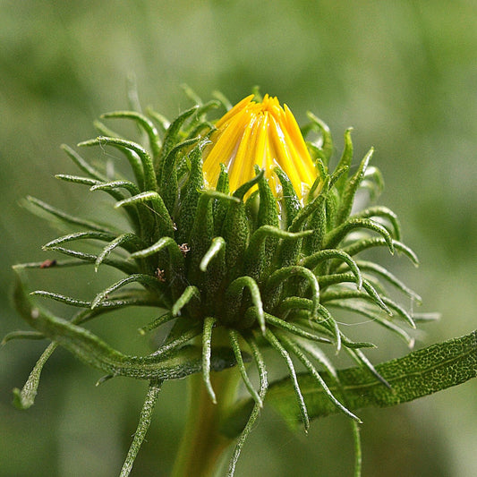 Grindelia spp. - Gumweed