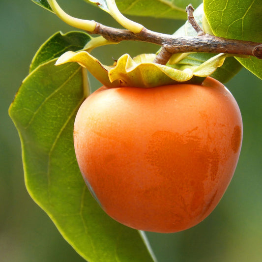 Guaiacum officinale - Lignum vitae