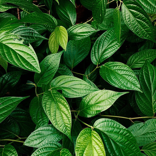 Gymnema sylvestre - Gymnema