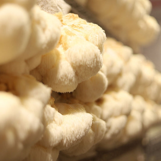 Hericium erinaceus - Lion's Mane Mushroom