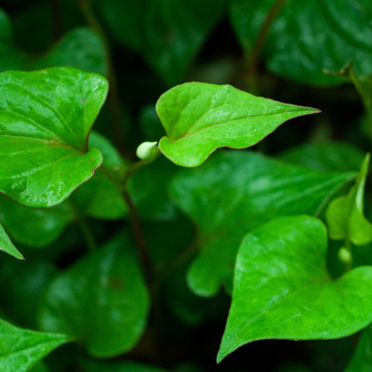 Houttuynia cordata - Houttuynia Aerial