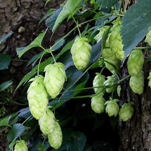 Humulus lupulus - Hops Strobile