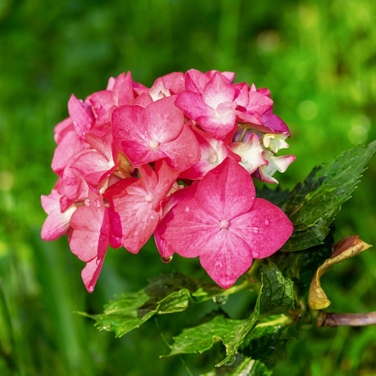 Hydrangea arborescens - Hydrangea