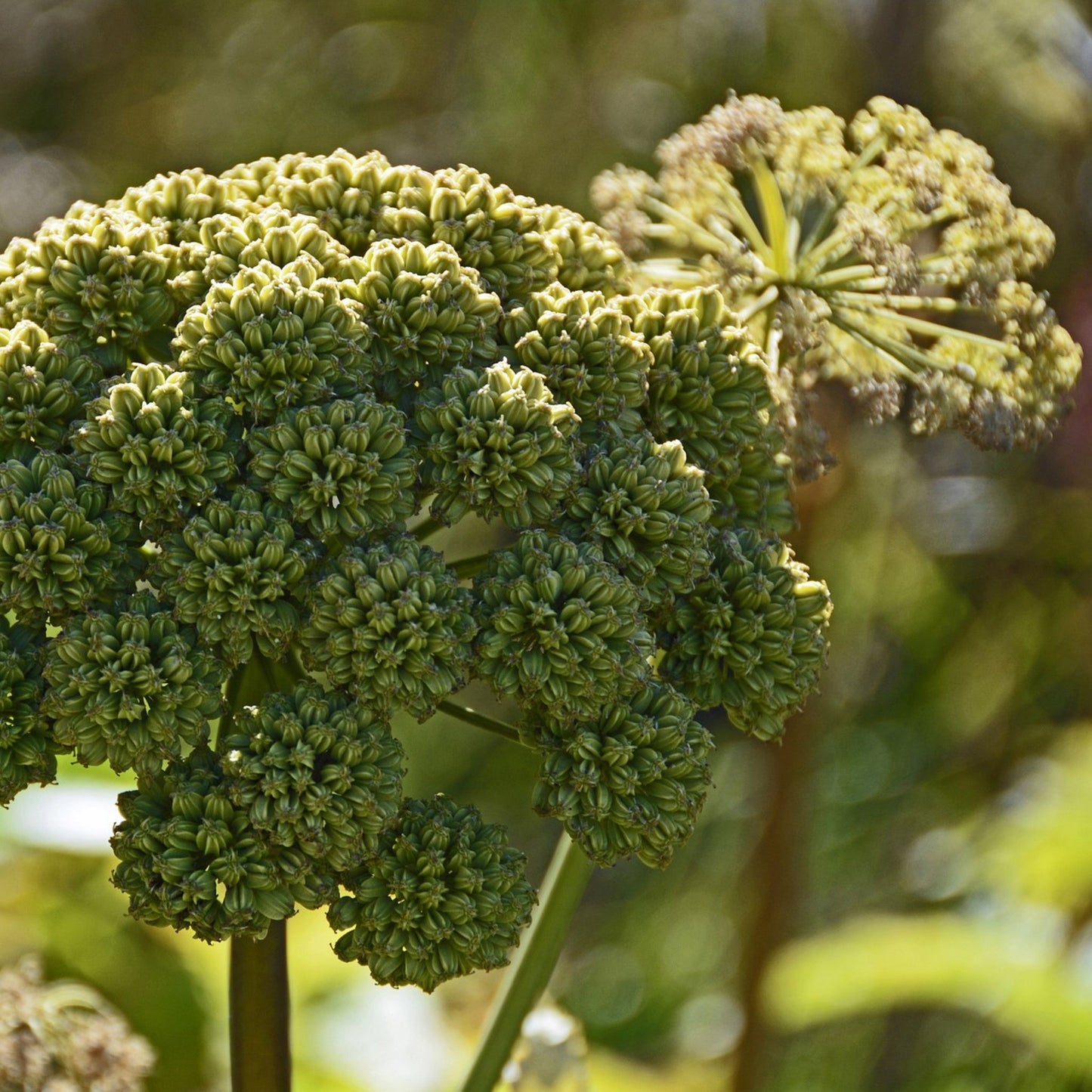 Angelica archangelica - Angelica Root