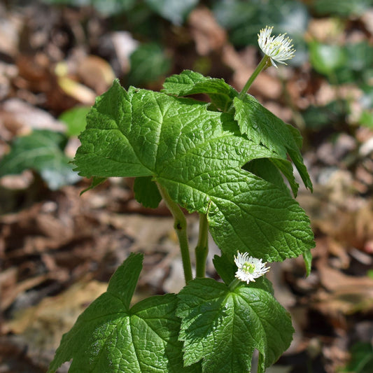 Hydrastis canadensis - Goldenseal