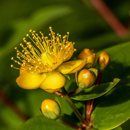 Hypericum perforatum - St. John's Wort