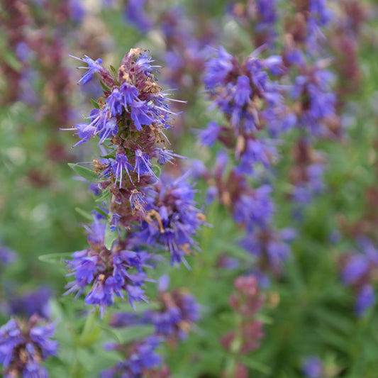 Hyssopus officinalis - Hyssop