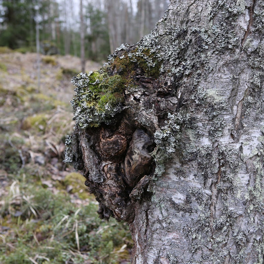 Inonotus obliquus - Chaga Mushroom