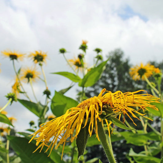 Inula helenium - Elecampane