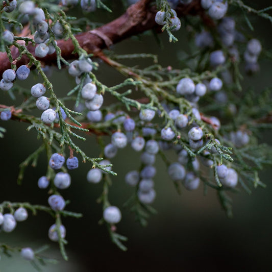 Juniperus communis - Juniper Berries