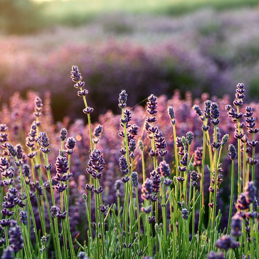 Lavandula officinalis - Lavender Flowers