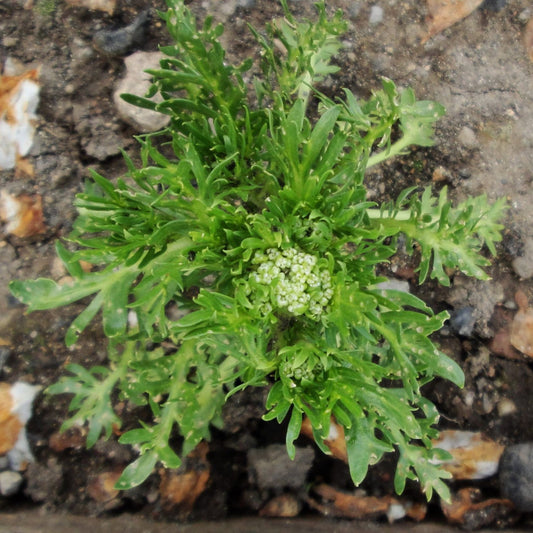 Lepidium meyenii - Maca