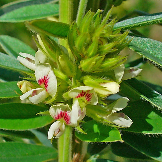 Lespedeza capitata - Roundhead Lespedeza