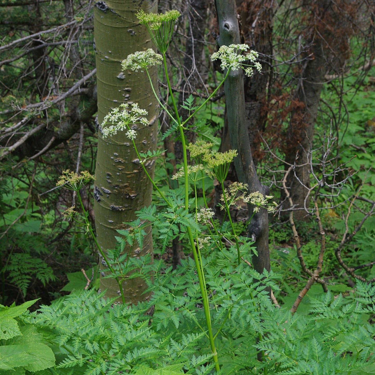 Ligusticum porteri - Osha