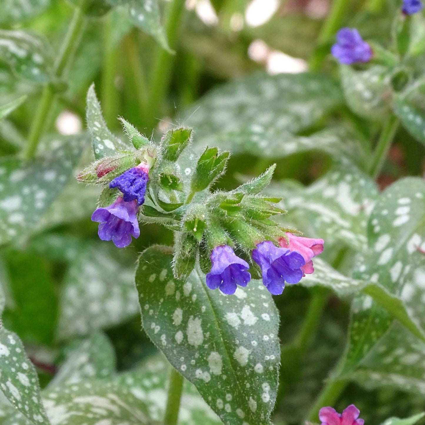 Lobaria pulmonaria (Sticta pulmonaria) - Lungwort