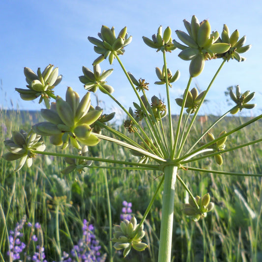 Lomatium dissectum - Lomatium