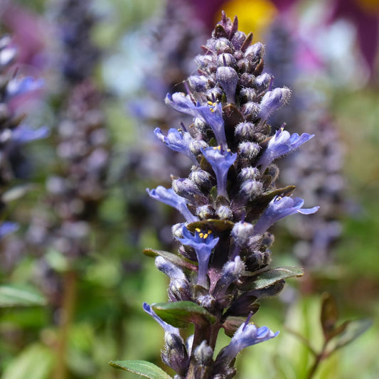 Lycopus virginicus - Bugleweed