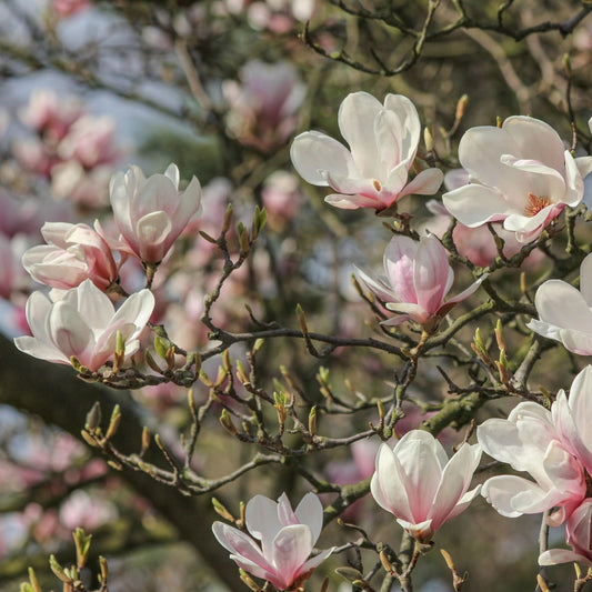 Magnolia officinalis - Magnolia Bark