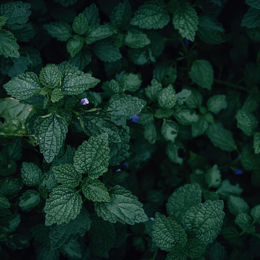 Marrubium vulgare - Horehound