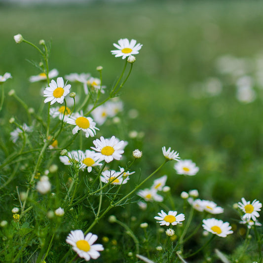 Matricaria recutita - Chamomile