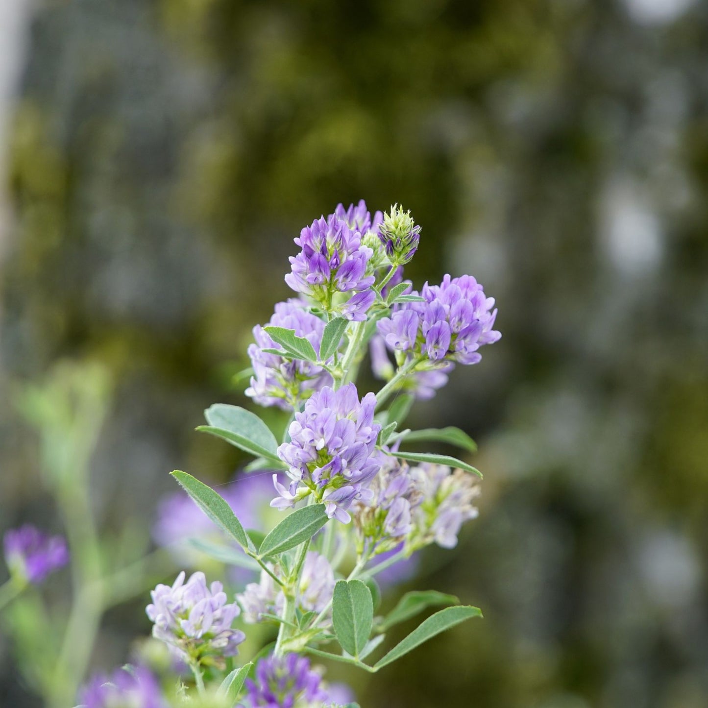 Medicago sativa - Alfalfa