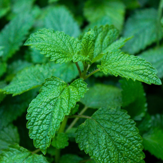 Melissa officinalis - Lemon Balm