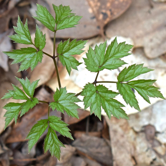 Actaea racemosa (Cimicifuga) - Black Cohosh