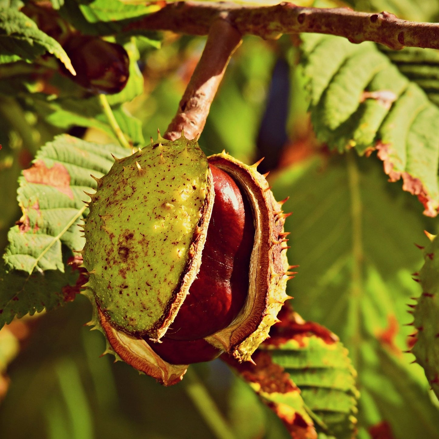 Aesculus hippocastanum - Horse Chestnut