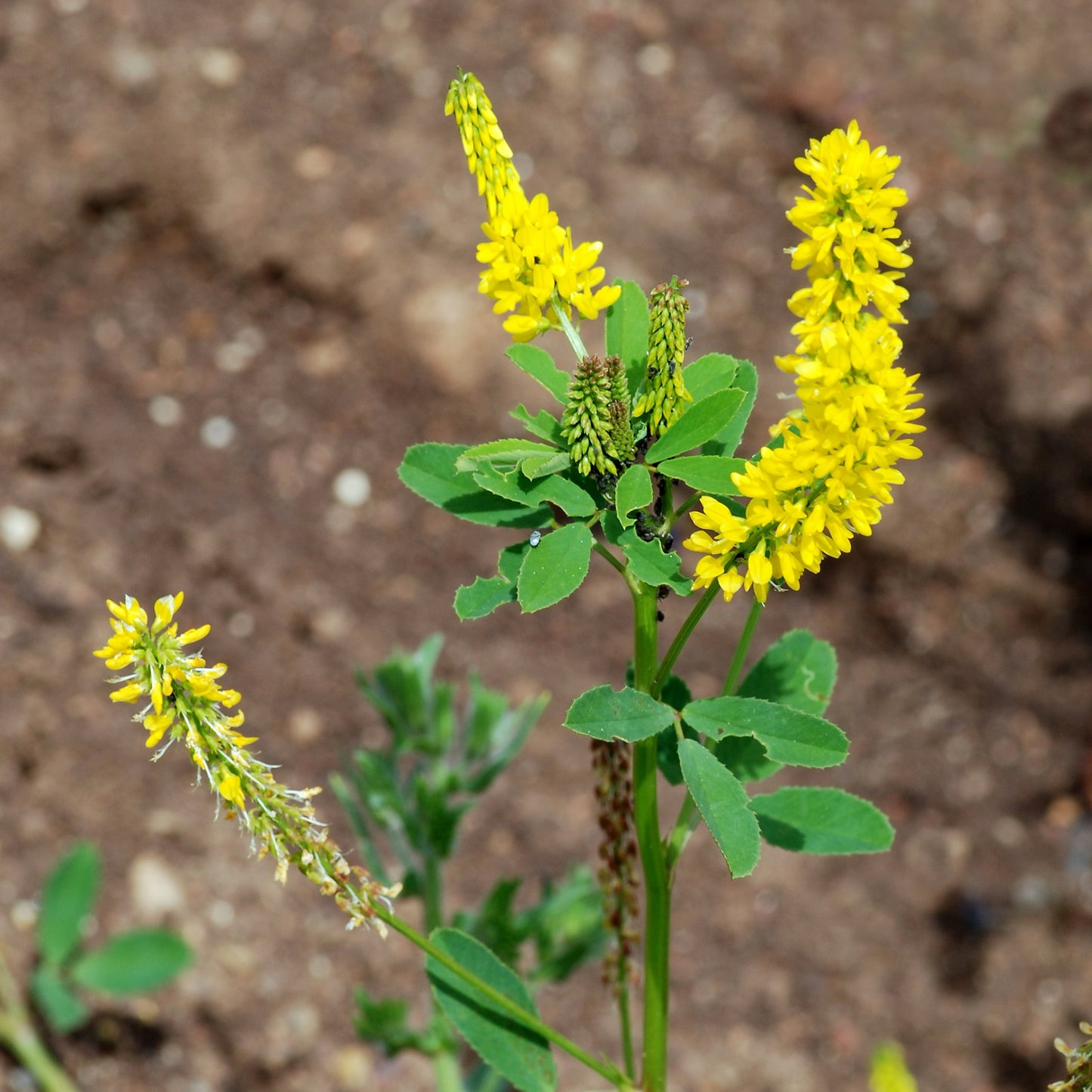 Melilotus off. - Sweet Clover Leaf/Flower Tincture