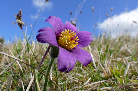 Anemone pulsatilla - Pasque Flower / Pulsatilla