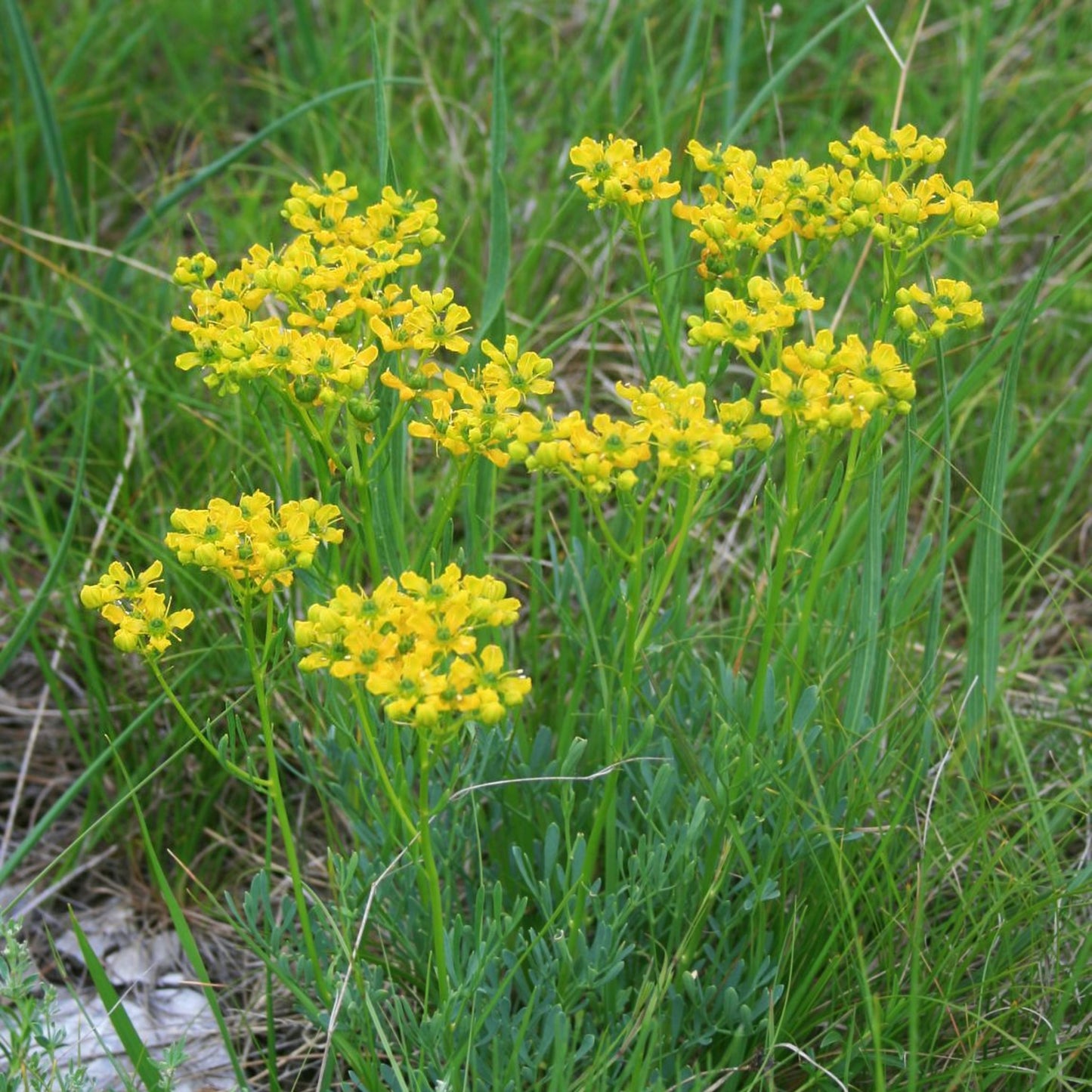 Ruta graveolens - Rue Tincture