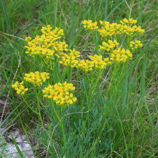Ruta graveolens - Rue Tincture