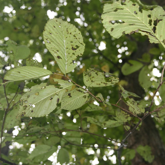 Ulmus rub. / Slippery Elm Tincture