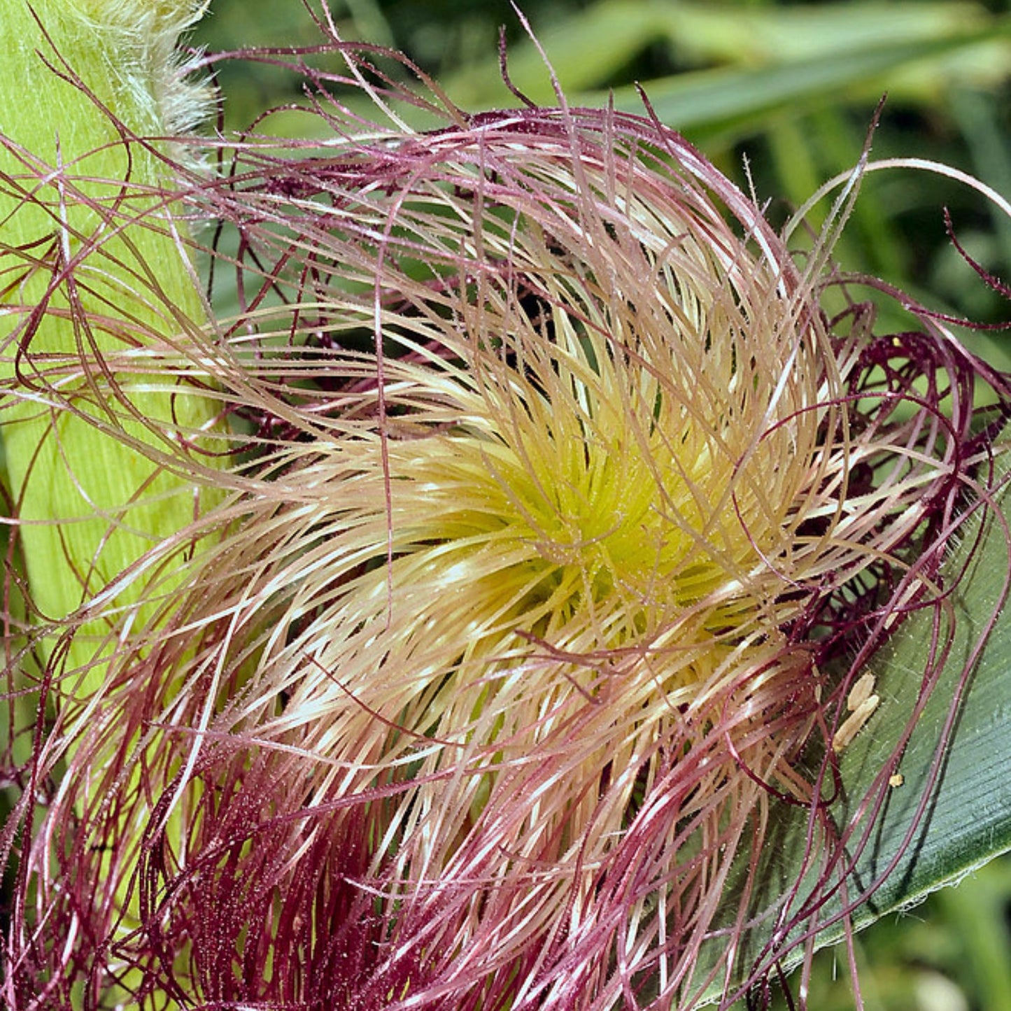 Zea Mays - Corn Silk